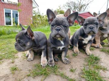 Franz?sische Bulldoggen Welpen