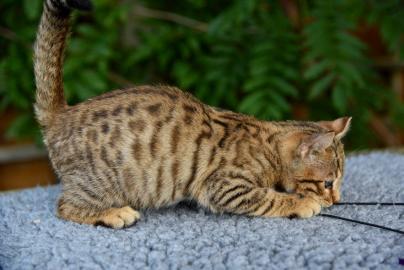 Atemberaubende Savannah-K?tzchen