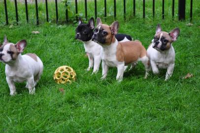Bildsch�ne Franz�sische Bulldoggen