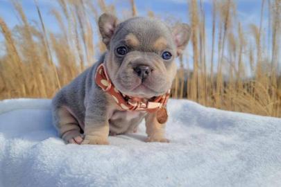 Entz�ckende franz�sische Bulldoggenwelpe