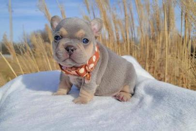 Entz�ckende franz�sische Bulldoggenwelpe