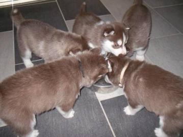 Siberian Husky Welpen zu verkaufen