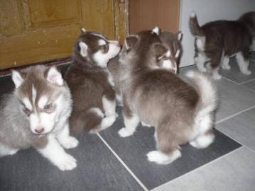 Siberian Husky Welpen zu verkaufen