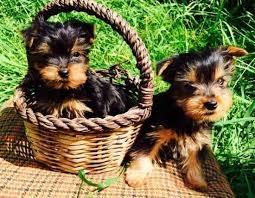 Yorkie Welpen verf�gbar