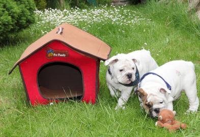 English Bulldog Welpen mit Papiere
