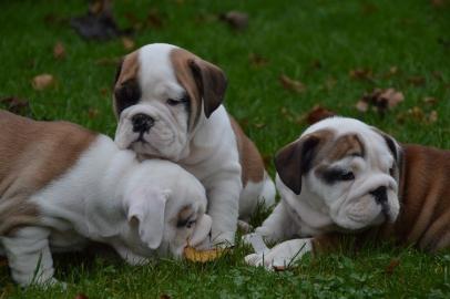 English Bulldog Welpen mit Papiere