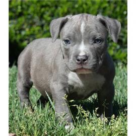 Wundersch�ne Labradorwelpen mit Papieren