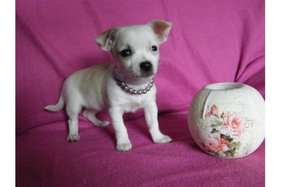 Chihuahua Welpe M�dchen braucht ein neue