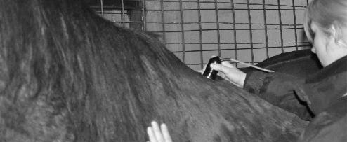 Physiotherapie f�r Ihr Pferd!