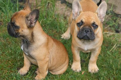 Franz�sische Bulldoggen Welpen mit Papie