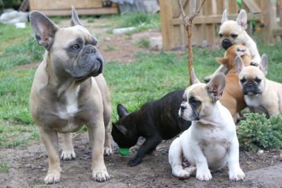 Franz�sische Bulldoggen Welpen mit Papie