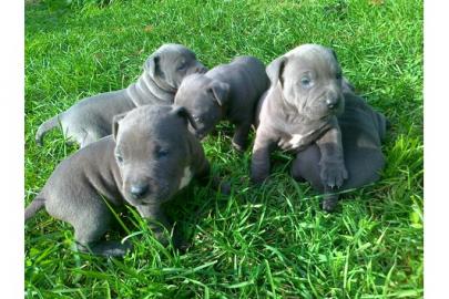 American Staffordshire Terrier pitbull w