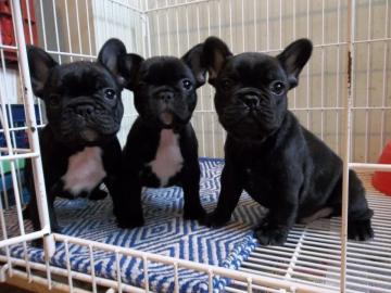 Franz�sische Bulldogge Welpen
