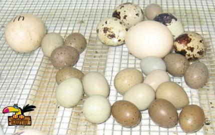KOSTENLOS Graupapageien & Eier