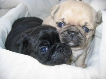 Mini Mops babys Beige und schwarz !