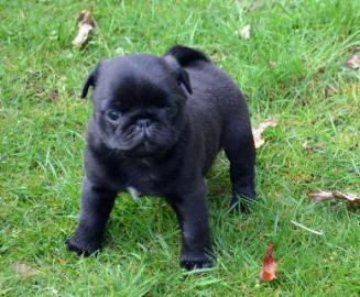 Mops Welpe an verantwortungs- und lieb