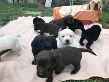 Labrador Babys mit Papieren whatsapp Num