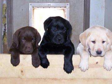 Labrador Welpen mit Papieren whatsapp Nu