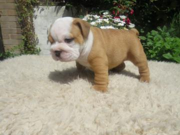 Sch?ne englische Bulldogge Welpen. 