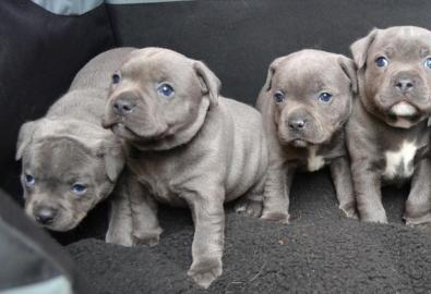 11 Wochen alte registrierte Amstaff-Welp
