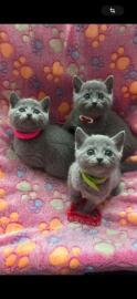 ~Wundersch�ne Russisch Blau Kitten~