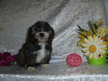 SHI-TZU Mischlinge