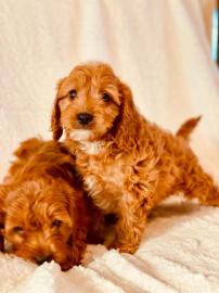 Cavapoo-Welpen
