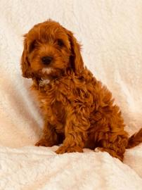 Cavapoo-Welpen