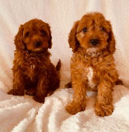 Cavapoo-Welpen