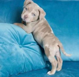 American Pitbull-Welpen (Blueline)