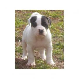 American Pit Bull Terrier