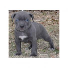 American Pit Bull Terrier