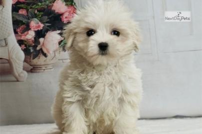 Sweet puppies for sale