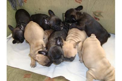 S��er Franz�sisch Bulldogge-Welpen