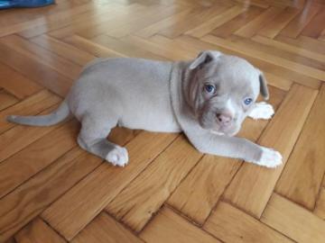 American Pitbull BluelineWelpe abzugeben