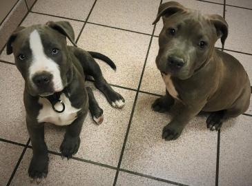 Bildh�bsche Reinrassige Amstaff Welpen