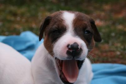 5 Gesund+Dreifarbige Jack-Russel Welpen