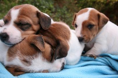 5 Gesund+Dreifarbige Jack-Russel Welpen