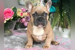 Reinrassige Franz?sische Bulldogge Welpe