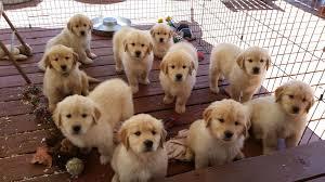 Geschenk Impress Golden Retriever Puppie