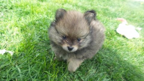 zwergspitze~pomeranian Mit VDH / VK Papi
