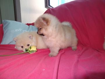 zwergspitze~pomeranian Mit VDH / VK Papi