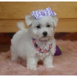 Sch?ne Bichon Frise Welpen