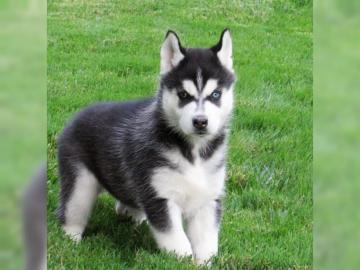 Siberian Husky Welpen mit VDH/DCNH/FCI-