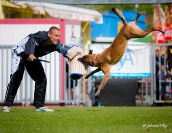 Belgischer Sch�ferhund malinois, Welpen