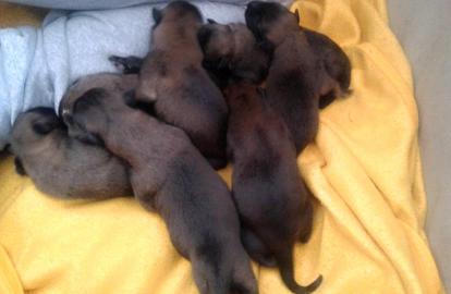 Belgischer Sch�ferhund malinois, Welpen