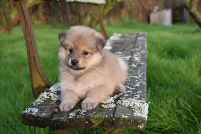 Qualit?t Pomsky Welpen!!!