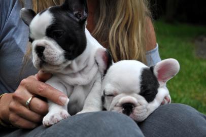 Franz. Bulldoggen Welpen  (100% gesund)