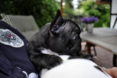 Franz. Bulldoggen Welpen  (100% gesund)