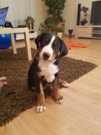 Appenzeller Sennenhund Welpen